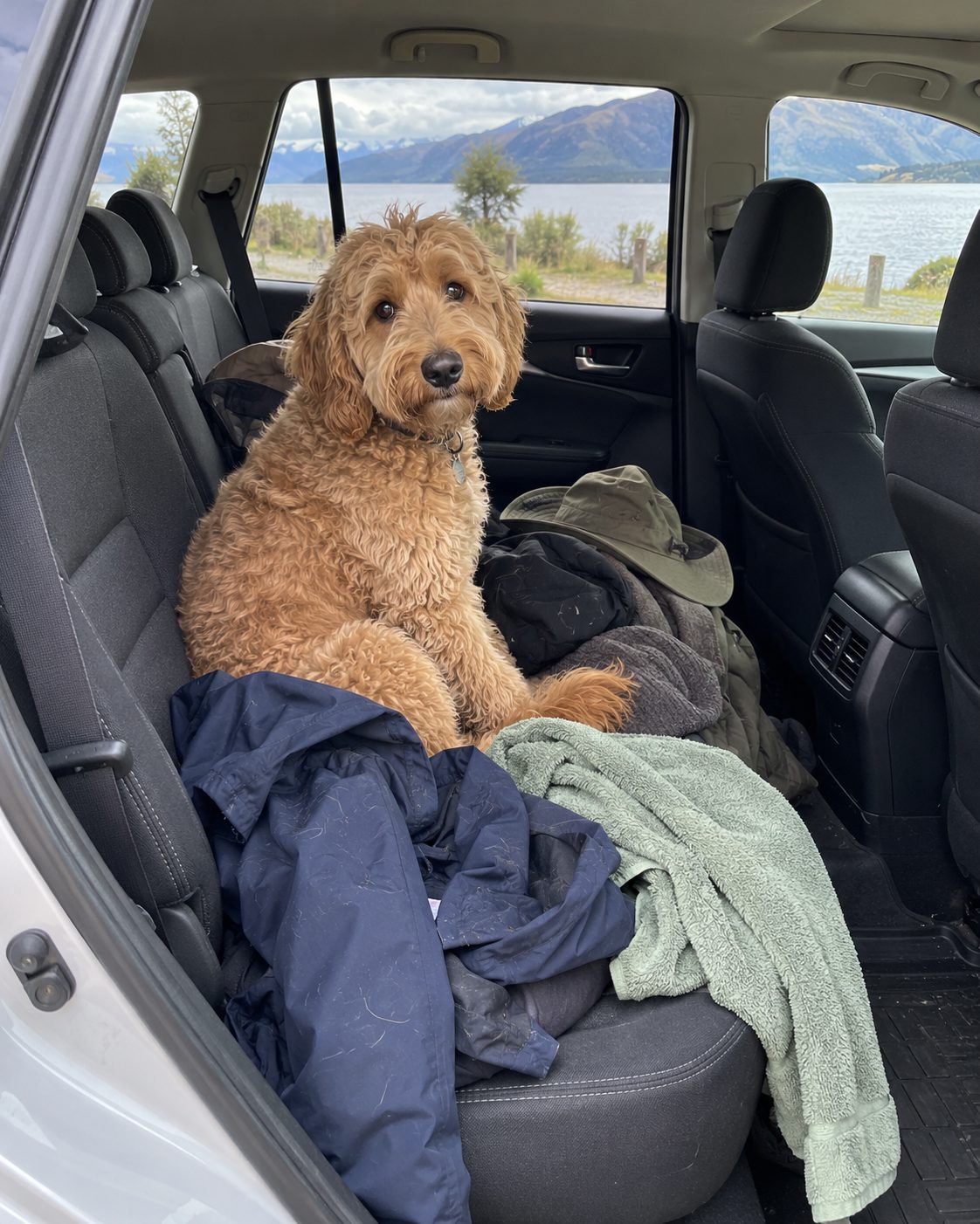 Dog sitting on a back seat covered in jackets and a towel